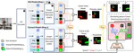 Mitigating Class Confusion in Class-Incremental Semantic Segmentation